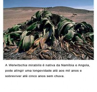 /album/galeria-de-fotos/a-welwitschia-mirabilis-jpg/